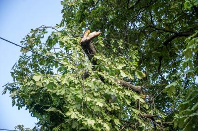 Stuttgart Bad Cannstatt: Sturmschaeden sorgen fuer Behinderung
